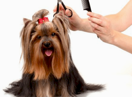 Köpek Makas Tıraşı