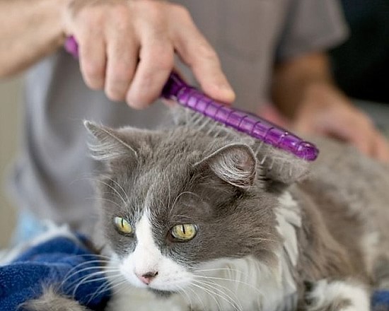 Kedilerde Tarama İşlemi