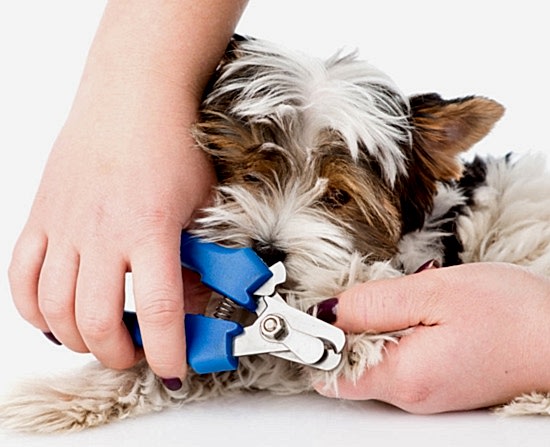 Köpeklerde tırnak kesimi
